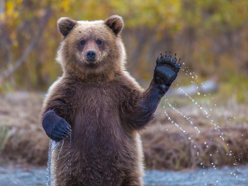 Медвежий привет